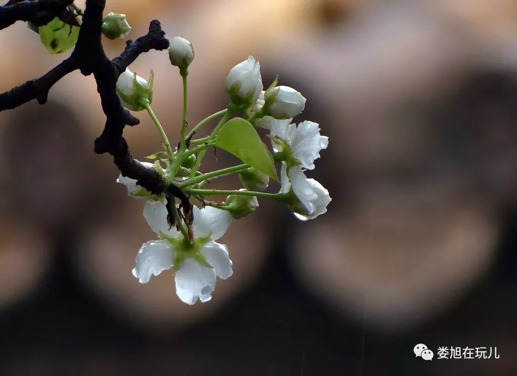 梨花带雨 世世情殇