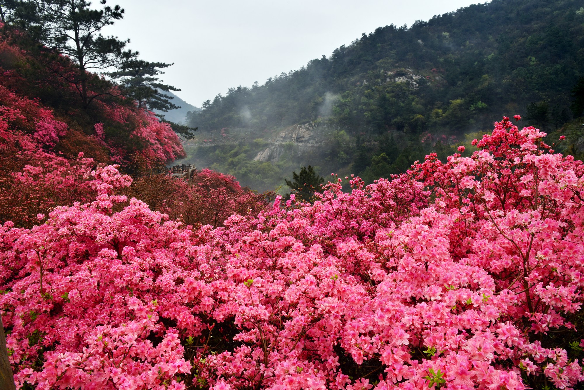 红花树摄影-千叶网