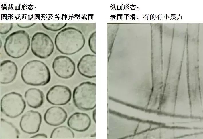 常见纺织纤维的形态分享