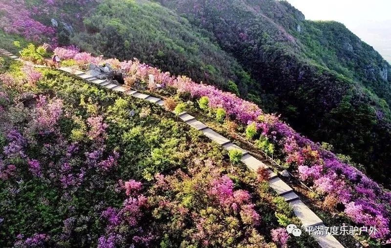 【那时花开】4月21日 徒步奉化金峨山,穿越壮丽杜鹃花