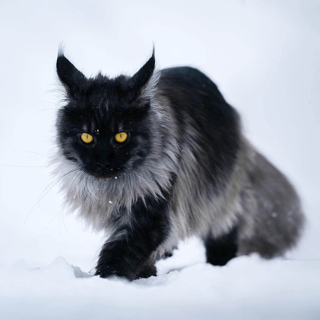 这只缅因猫的经验告诉我们,脸黑不仅威严还显脸小