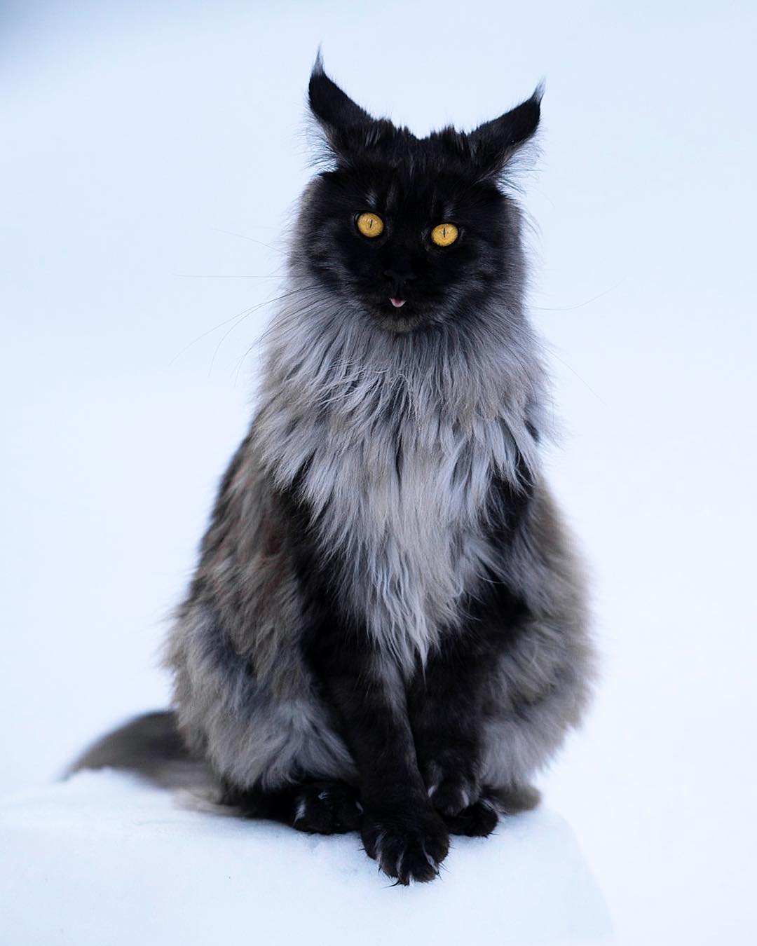 这只缅因猫的经验告诉我们,脸黑不仅威严还显脸小