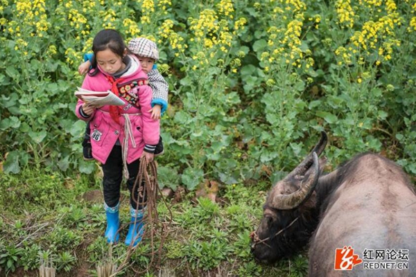 背着妹妹放牛看书的小女孩火了网友赞可爱又可敬