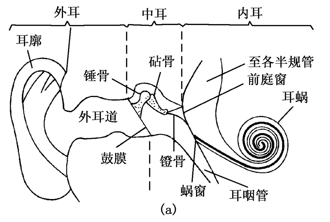 听力下降了怎么办