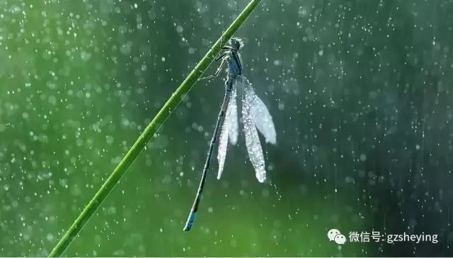 下雨的原理视频_原创设计实拍森林下雨景象特写视频素材素材是用户mm0358在2018-03-20 11:04:37上传(2)