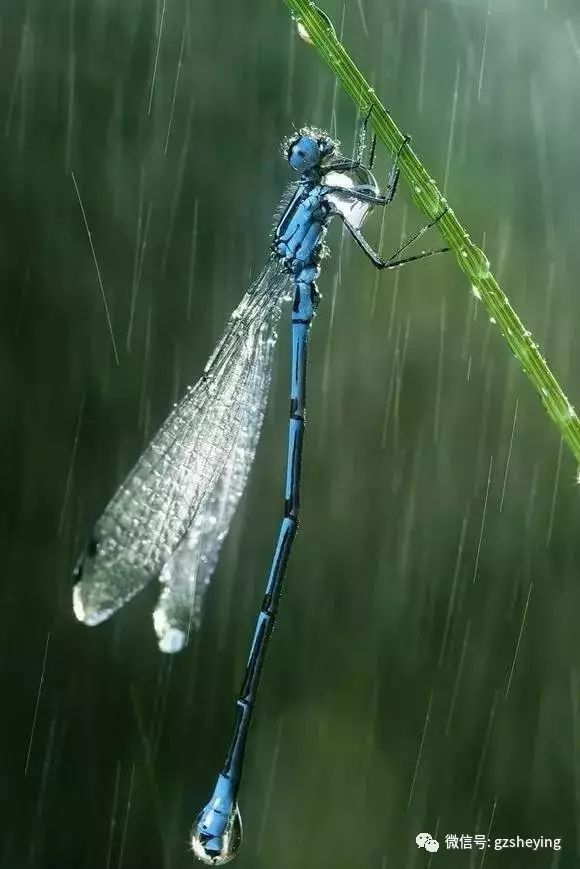 下雨的原理视频_原创设计实拍森林下雨景象特写视频素材素材是用户mm0358在2018-03-20 11:04:37上传(2)