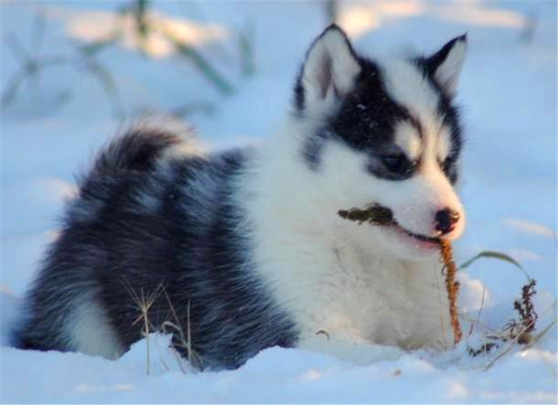世界上最傑出的三大雪橇犬，哈士奇勇奪第一，第三名祖先是野狼！ 未分類 第4張