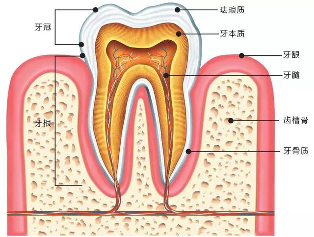 牙齿美白是什么原理_牙齿美白图片