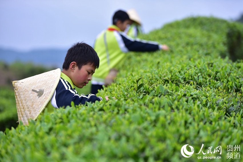 贵州小学生体验采茶学农事高清组图