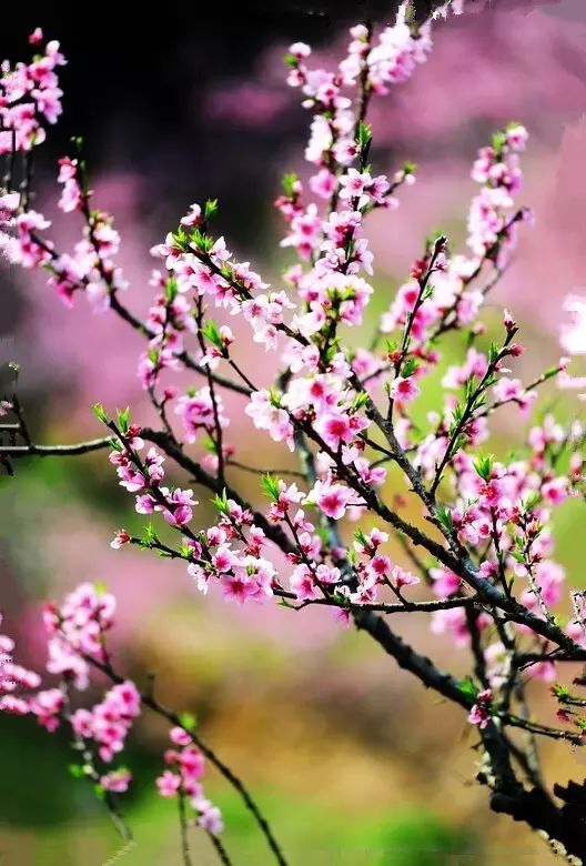 人面桃花简谱_人面桃花简谱李小锋(2)