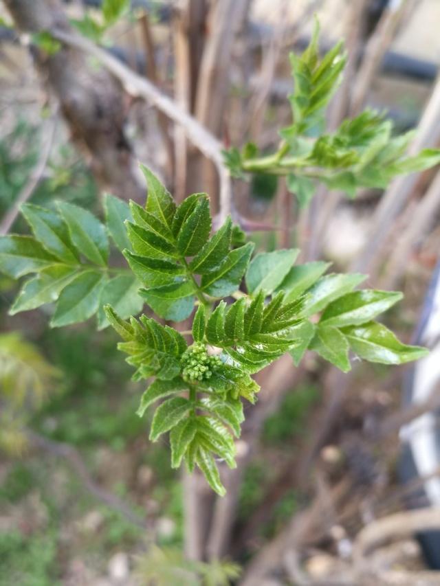 一种树上芽菜,油炸了比香椿,槐花好吃,很多人没尝过