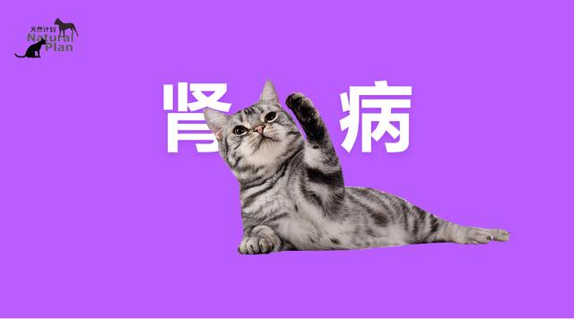 别被 慢性 这两字迷惑 这个病要猫命的 猫咪