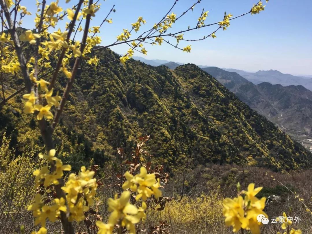 【4月20日】花未荼蘼—梯子山赏连翘花一日穿越(99计划)