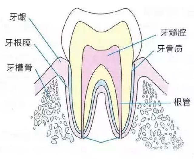 牙齿的构造和知识