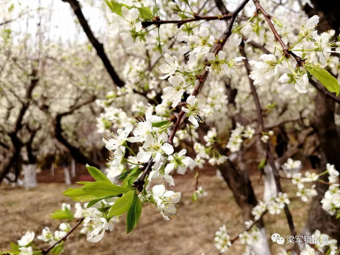 果树落花落果的秘密果农如何管理才能避免