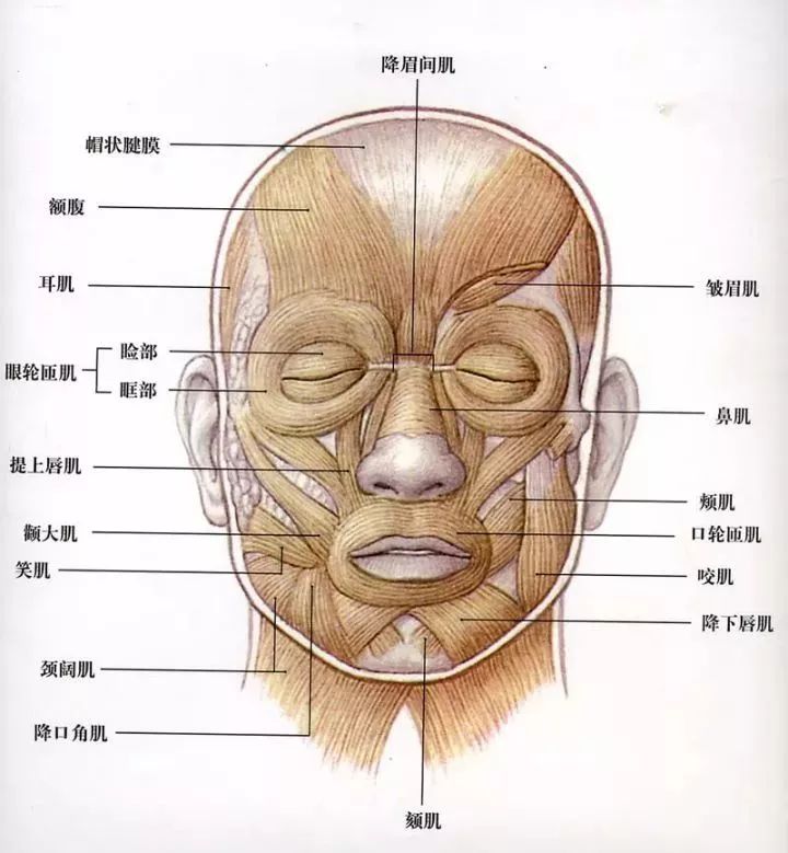 面部肌肉