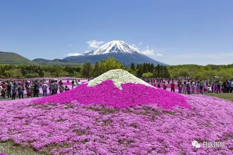 2019富士芝樱祭于4月13日开幕 快来坐热气球看富士山！ 