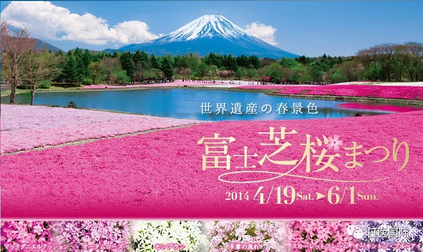 2019富士芝樱祭于4月13日开幕 快来坐热气球看富士山！ 