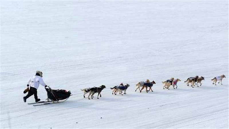 世界上最傑出的三大雪橇犬，哈士奇勇奪第一，第三名祖先是野狼！ 未分類 第1張