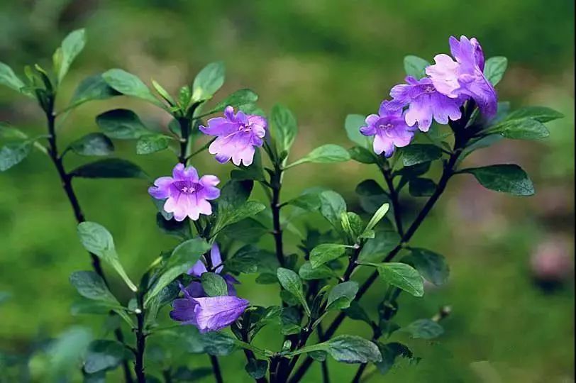 板蓝花儿开简谱_板蓝花儿开简谱全谱