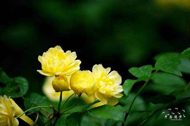 又到木香花开时白色花如雪黄色花似锦