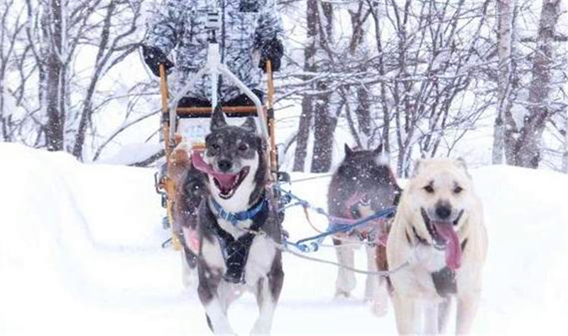 世界上最傑出的三大雪橇犬，哈士奇勇奪第一，第三名祖先是野狼！ 寵物 第2張