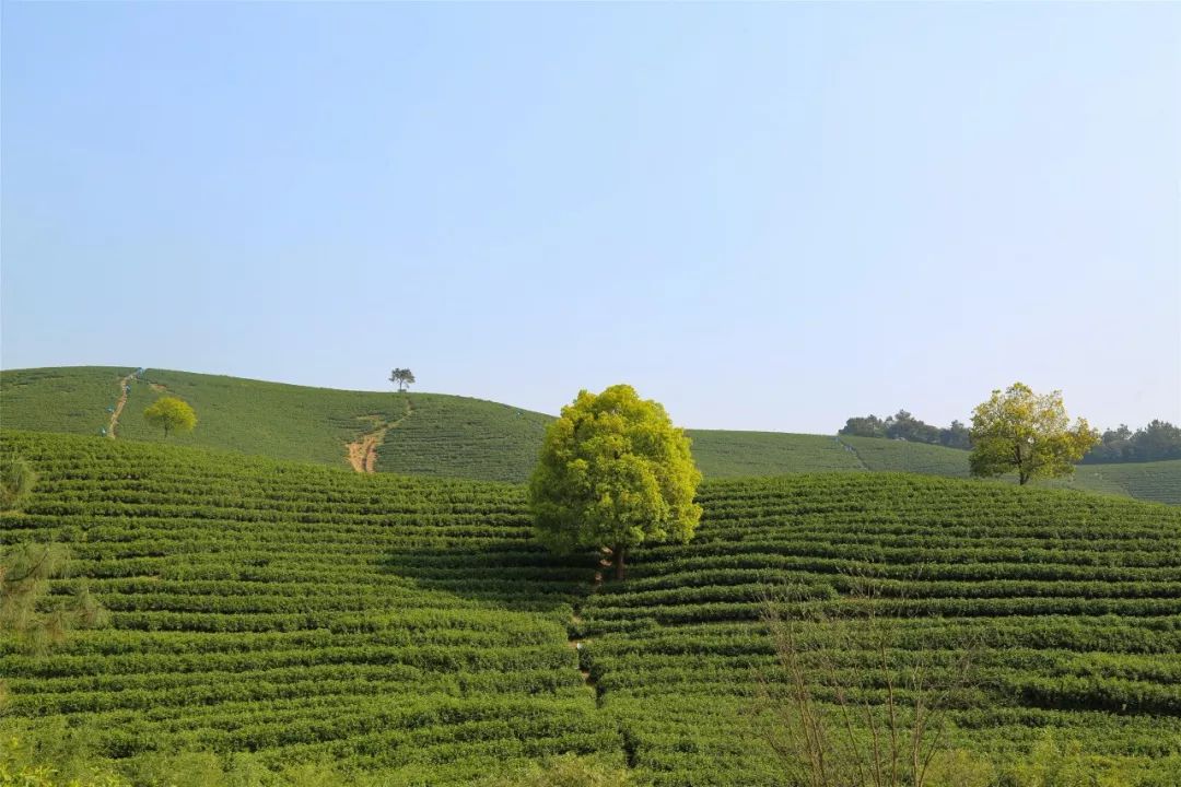 安吉白茶,一片致富的摇钱叶_茶山