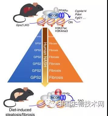 欧洲合伙人口_欧洲地图