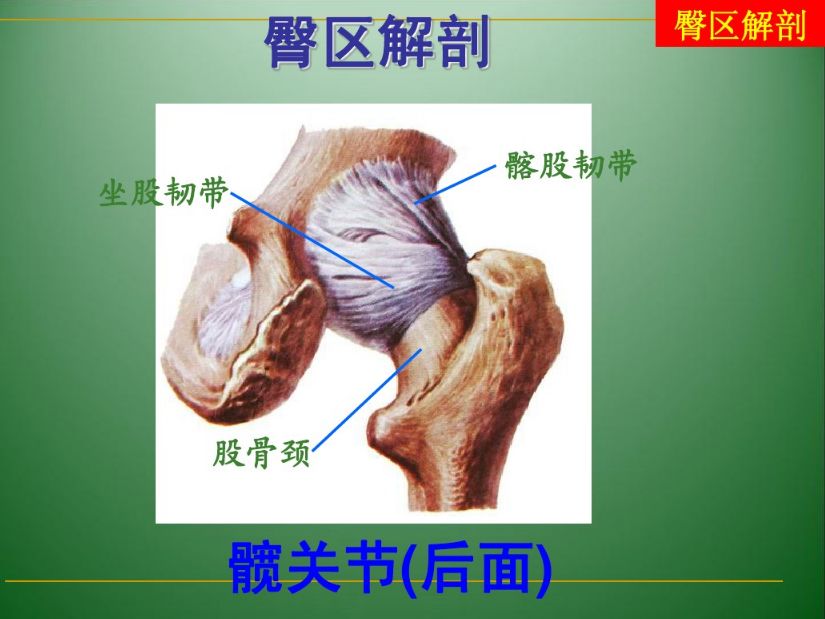 解剖篇盆骨解剖二