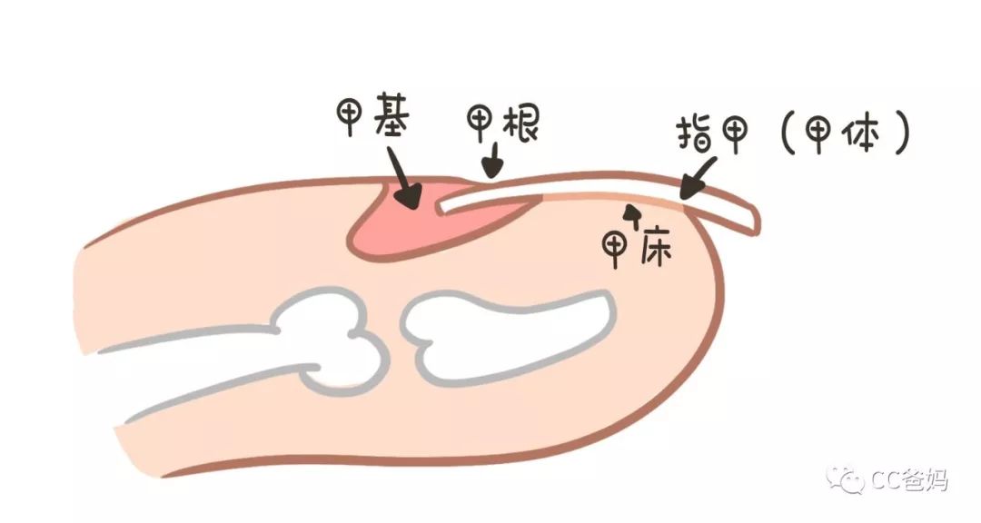 知识篇丨娃指甲上的月牙,白点,横纹,竖纹,都预示着啥疾病?