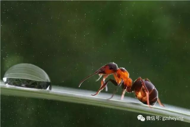 下雨的原理视频_原创设计实拍森林下雨景象特写视频素材素材是用户mm0358在2018-03-20 11:04:37上传(3)