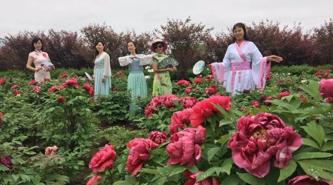 牡丹花开正当时 国色天香醉游客_贵州