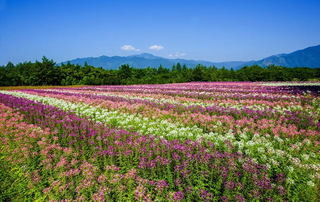 溪水以南·花镜花海千年古樟树群▽其中9株被称为"白竹九老,粗壮的