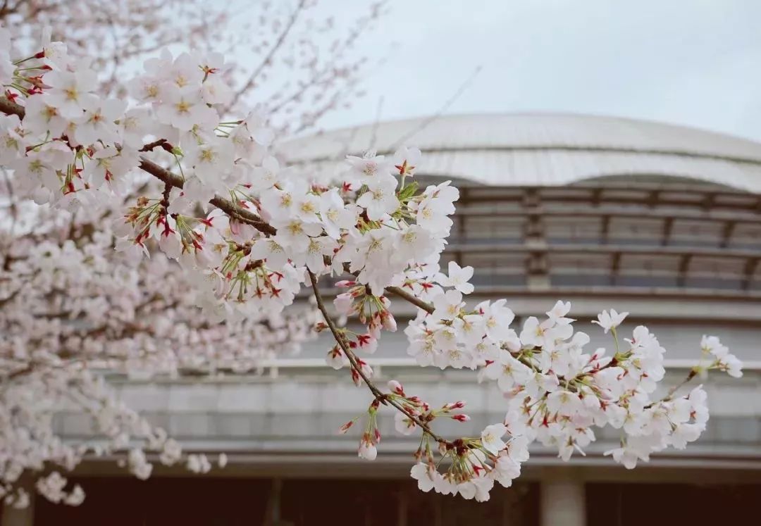 18《语林樱花》屏峰地标语林楼,每年3月是她最美的时候,成千上万的