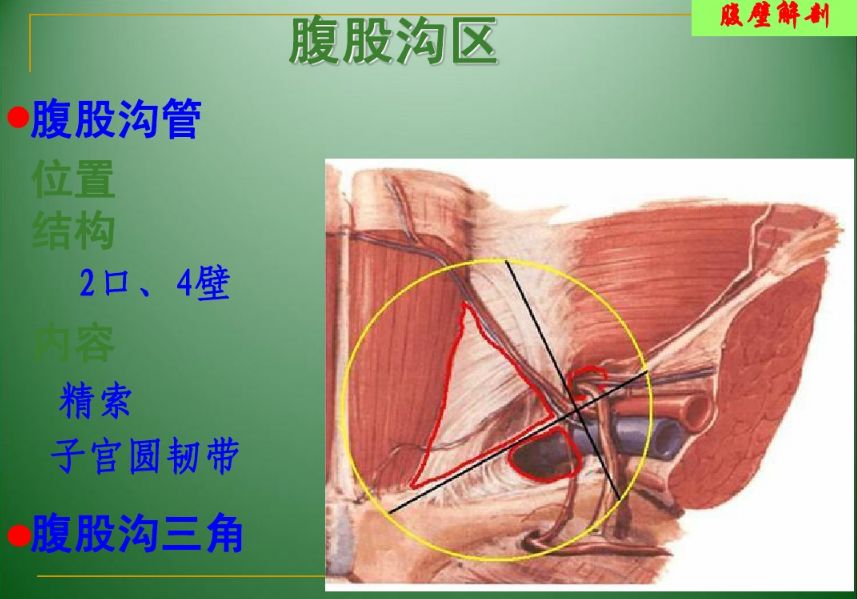 解剖篇--盆骨解剖(二)