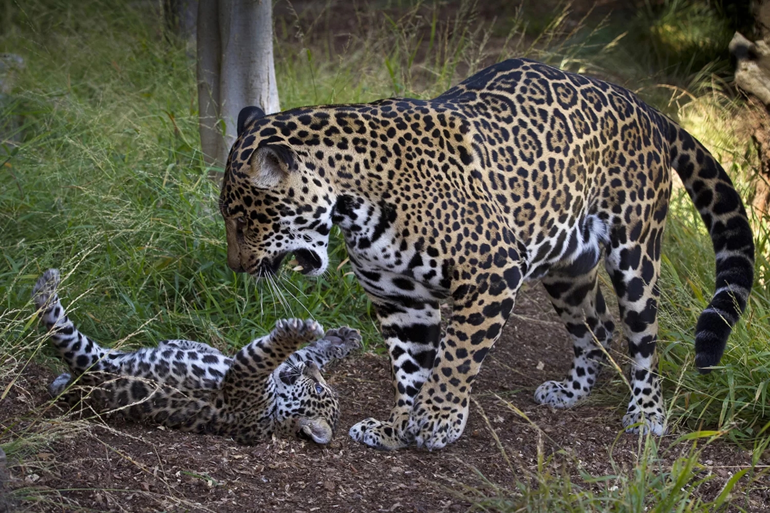 美洲豹的繁殖特征