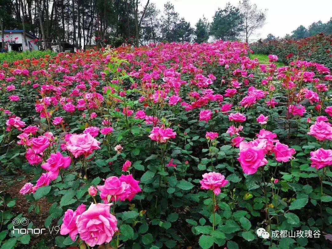 爽翻达州成都山玫瑰谷芳香文化旅游节门票无限量免费送