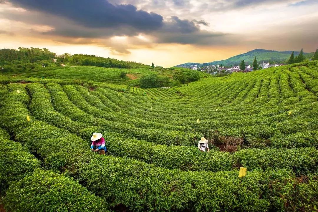 白毫显底主要生产的是龙针和龙毫两大绿茶黄龙岘茶文化旅游村有着2600