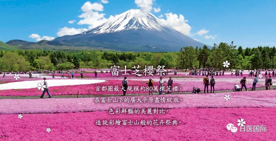 2019富士芝樱祭于4月13日开幕 快来坐热气球看富士山！ 