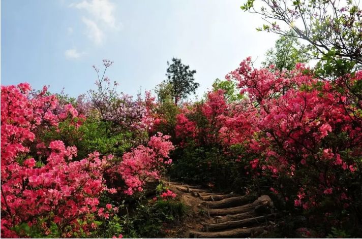 【徒步赏花】04月21日 登清远望军山 赏奇石 高山杜鹃