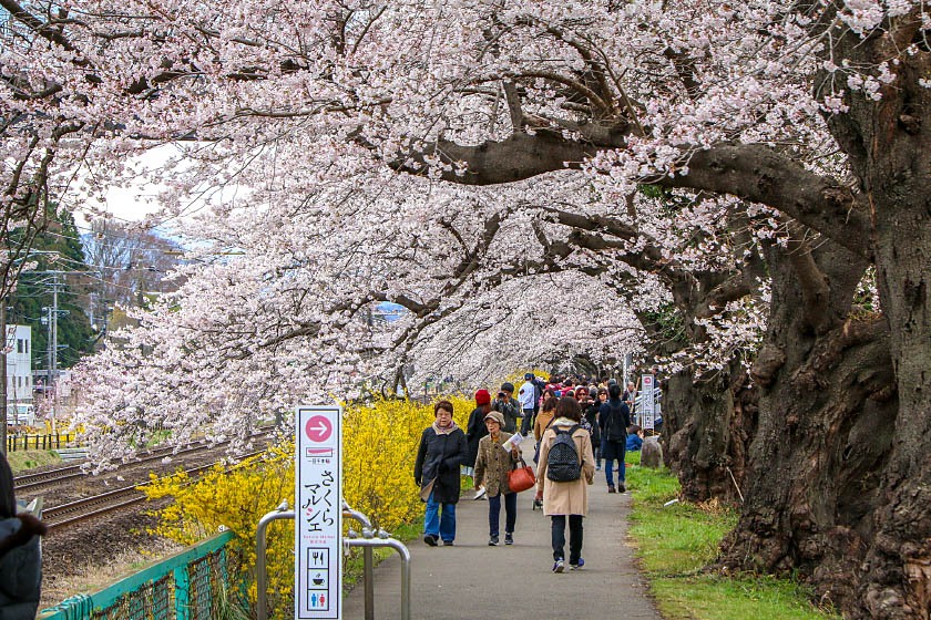 12 从4月12日起,在日本仙台以南长达8公里的白石河沿岸,1200余颗樱花