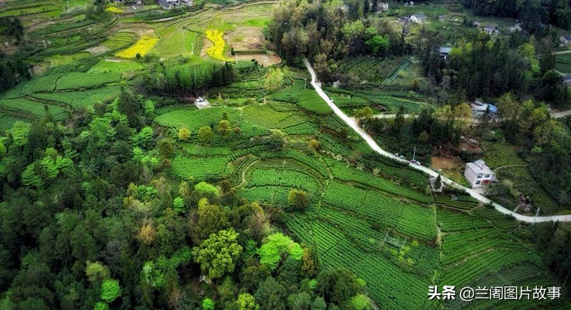 从高空俯瞰利川忠路镇的万亩茶园,中国西南的童话小镇