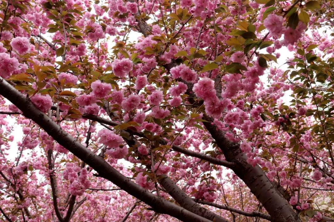 2019聊城樱花节!附票价,交通,时间…最全赏花攻略!错过等一年!