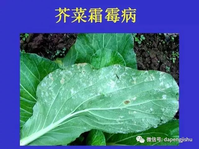 88张高清蔬菜病害图谱