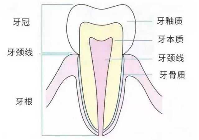 牙齿的构造和知识