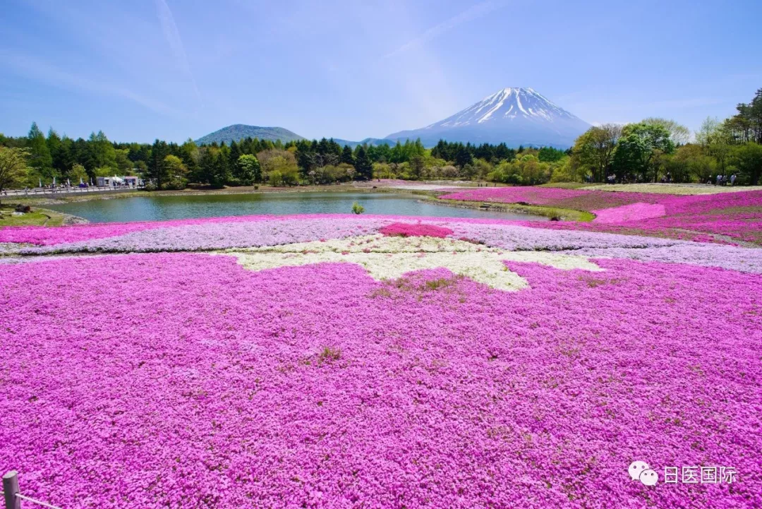 2019富士芝樱祭于4月13日开幕 快来坐热气球看富士山！ 