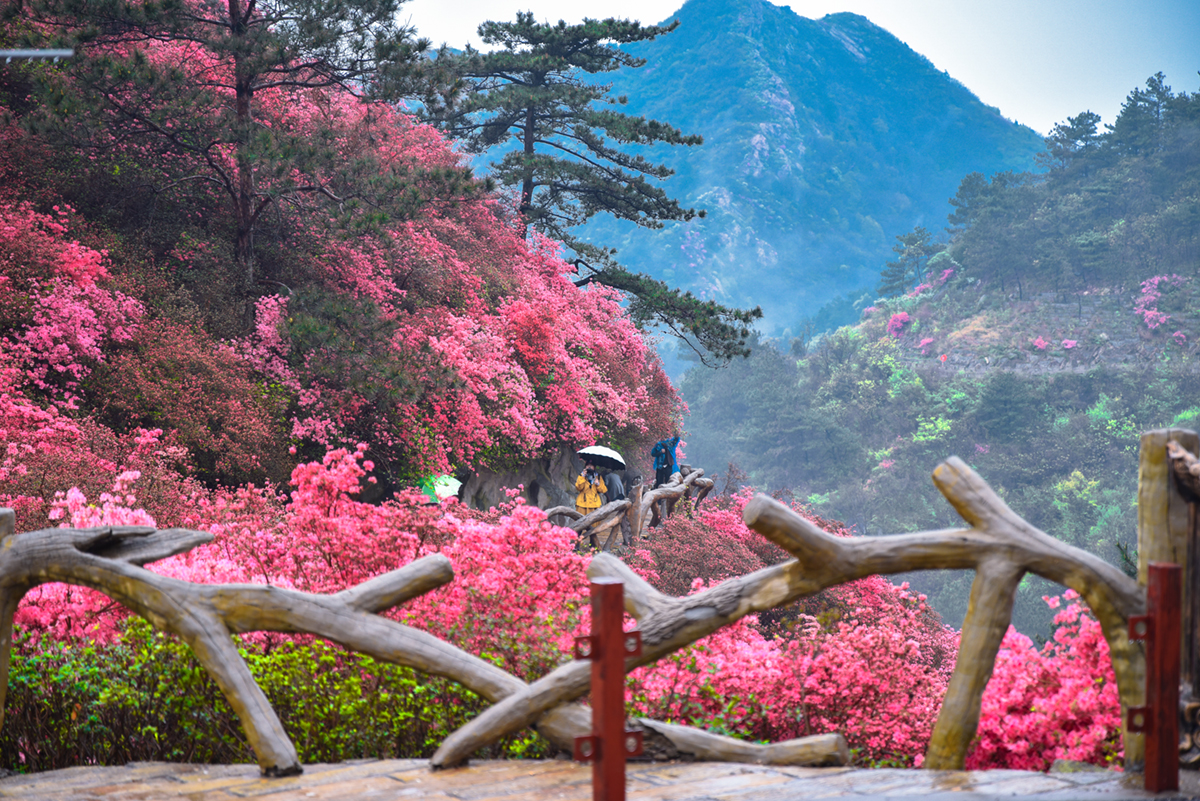 赏过武大樱花雨,还有武汉云雾山"十里杜鹃海·遍野映山红"-黄陂