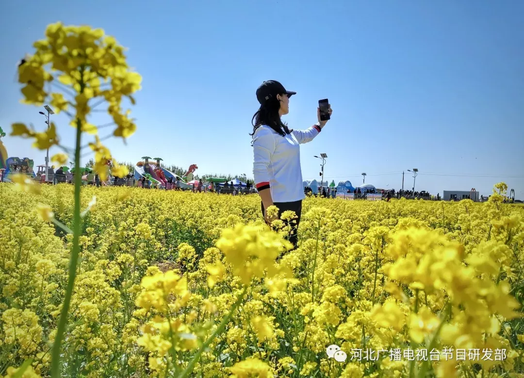 满目金黄 遍野飘香!安平油菜花正艳