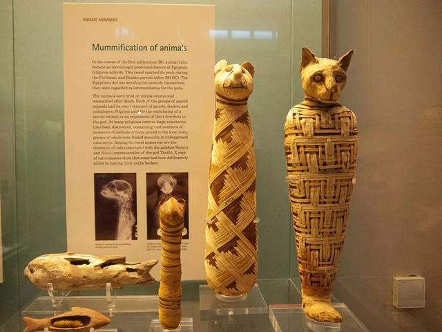 吸猫其实在几千年前就已经成为了流行，并且曾经有真的猫奴