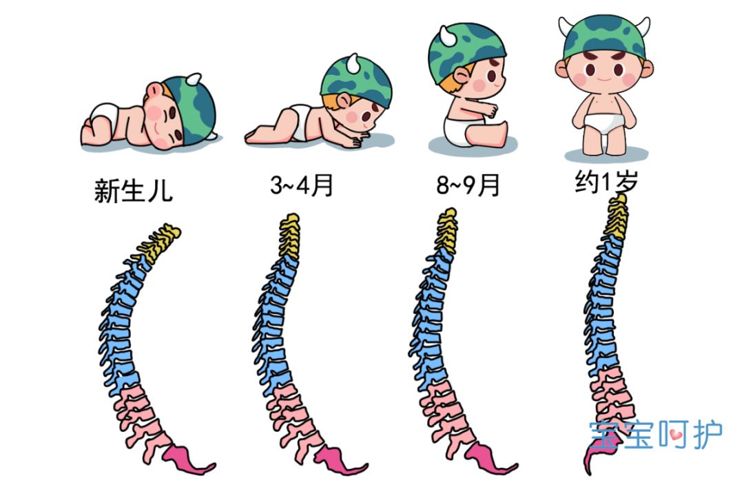 图中黄色的部分就是宝宝的颈椎